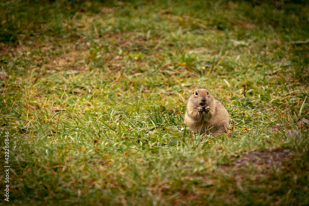 Beautiful fluffy gopher in the grass Beautiful fluffy gopher in the grass