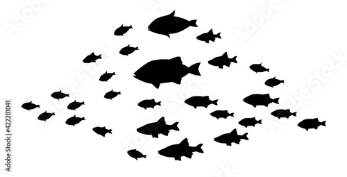 Silhouettes of groups of fishes on white