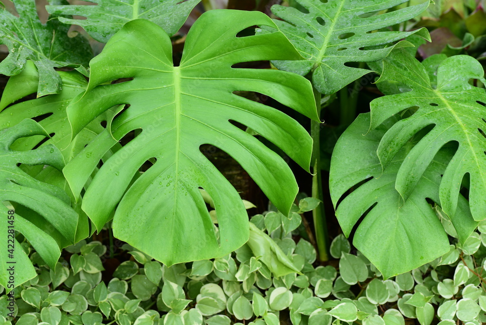 Obraz premium Tropical green Monstera deliciosa Liebm, Mexican breadfruit or Swiss cheese plant, Decorative leaf plant in a garden, nature background