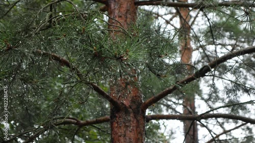 Beautiful European house made of natural wood and timber.