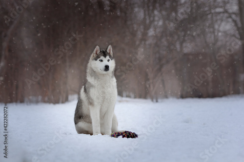 siberian husky dog on snow