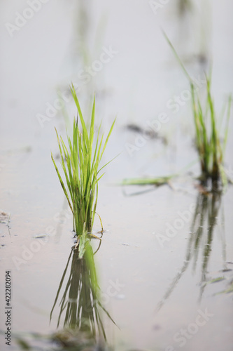 Green Head rice plant wheat on water