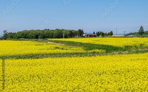 滝川市江部乙町の菜の花畑