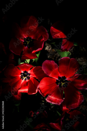 Red tulips on black background © deata