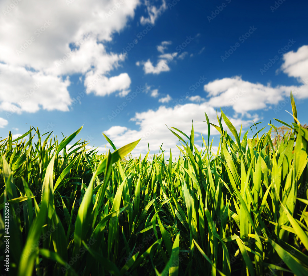 Obraz premium Close up green grass and white fluffy clouds in bright sunny day.