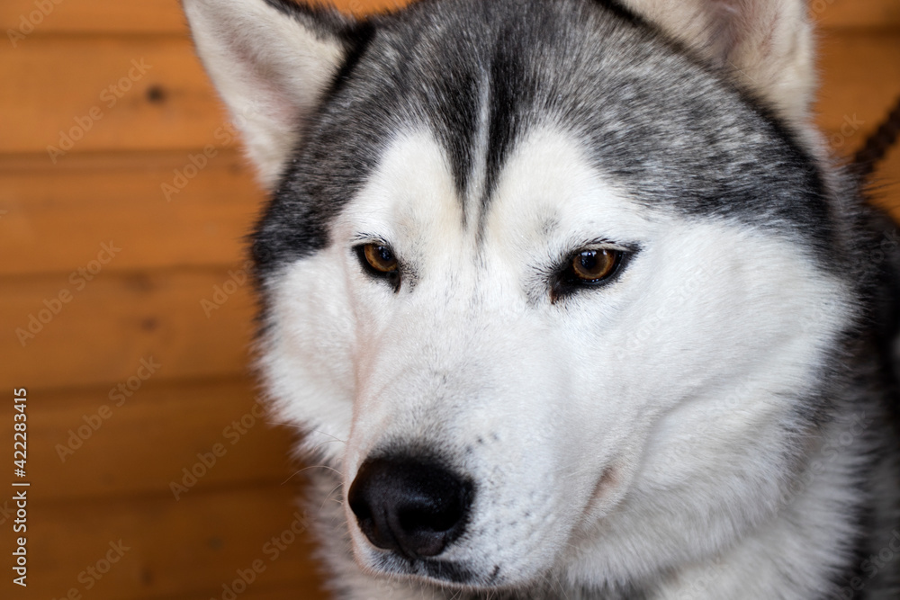 Obraz premium Portrait of The Dog breed Siberian Hasky close-up, sled dog of the Far East.