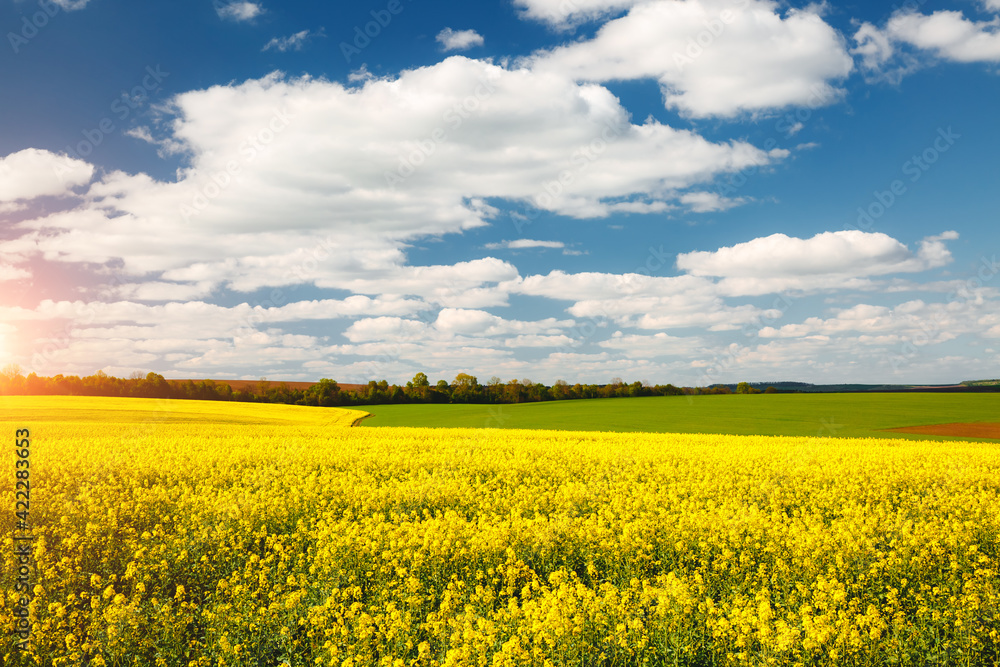 Yellow canola field and and fluffy white clouds on a sunny day. Picturesque rural area in springtime.