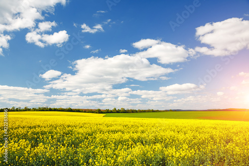 Bright yellow canola field and and fluffy white clouds on a sunny day. Agrarian industry.