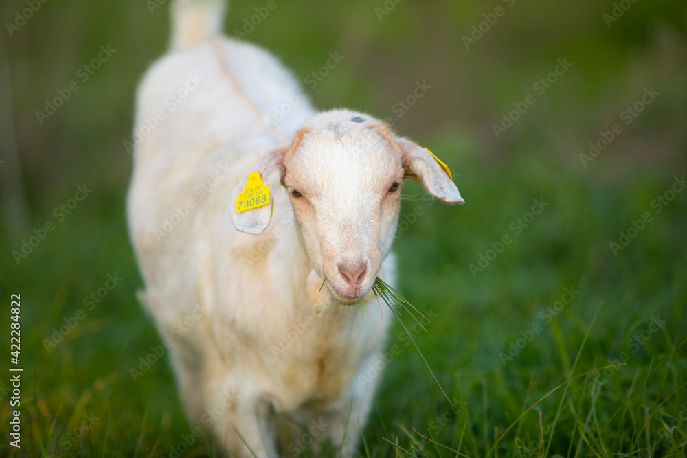 Joven cabra (cabrita) blanca pastando en la hierba verde de un prado primaveral