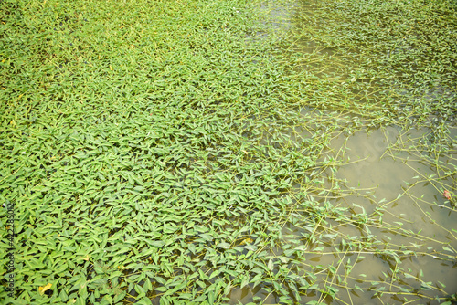 Morning glory plant growth on pond, morning glory vegetable water weed