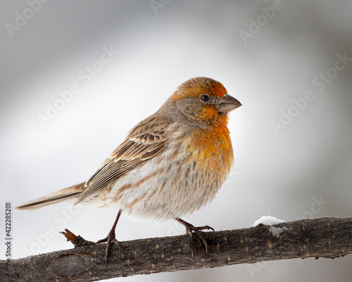 Slika na platnu A house finch gives Wyoming a splash of color; Cheyenne, Wyoming