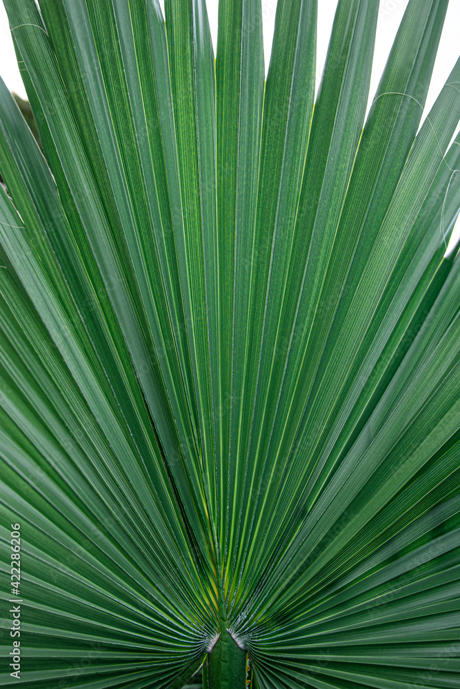 Close up of textural green leaves of palm tree. Close up of textural green leaves of palm tree.