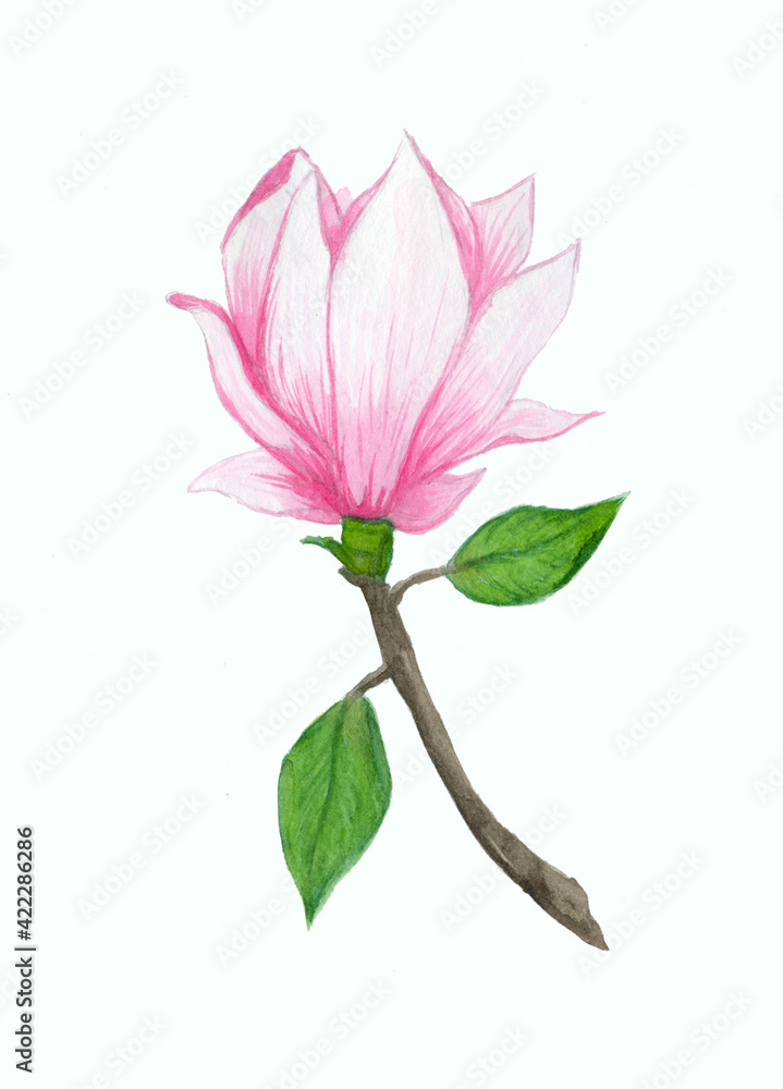 one single pink magnolia or tulip tree flower, botanical illustration in watercolor