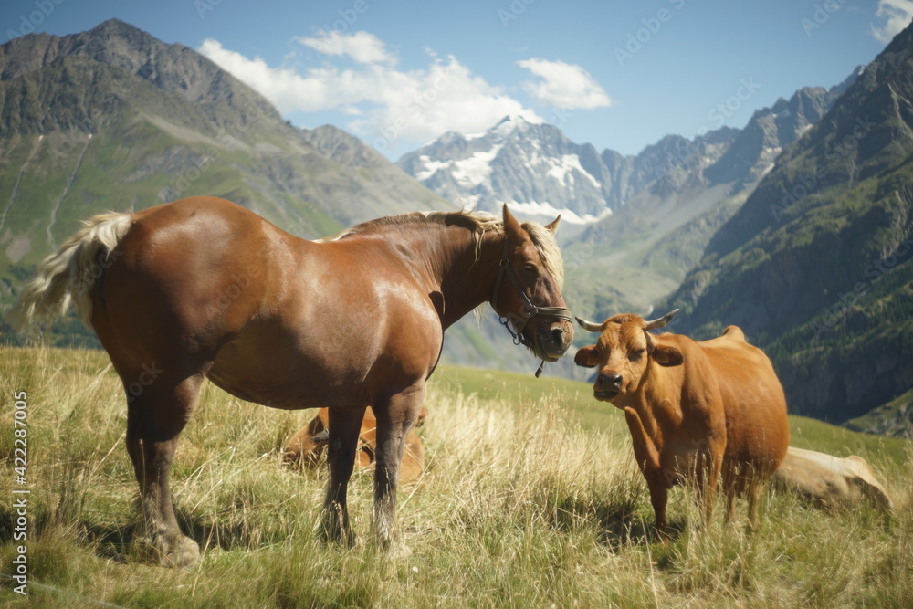 Horse and cow, two friends in the French Alps 