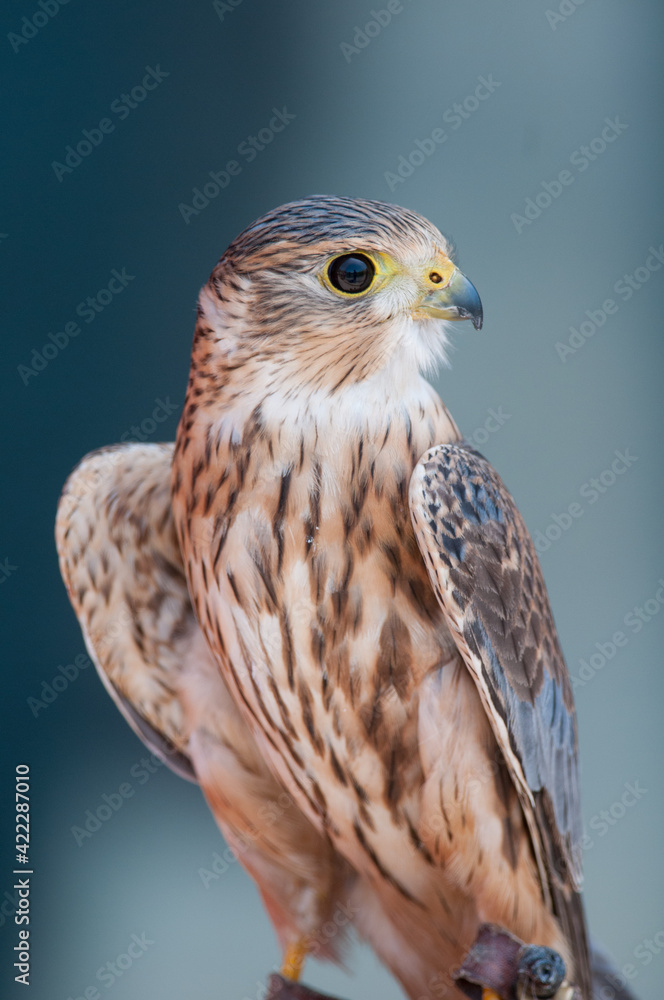 Merlin close up looking to the side