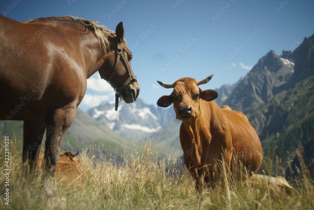 Horse and cow, two friends in the French Alps 