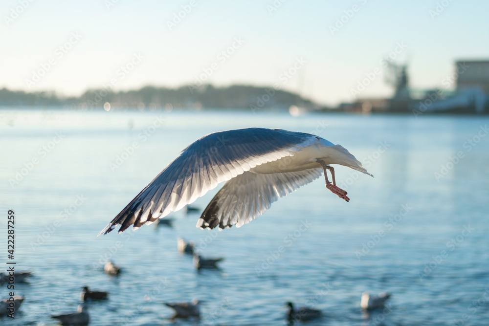 Naklejka premium seagull flying in the sky