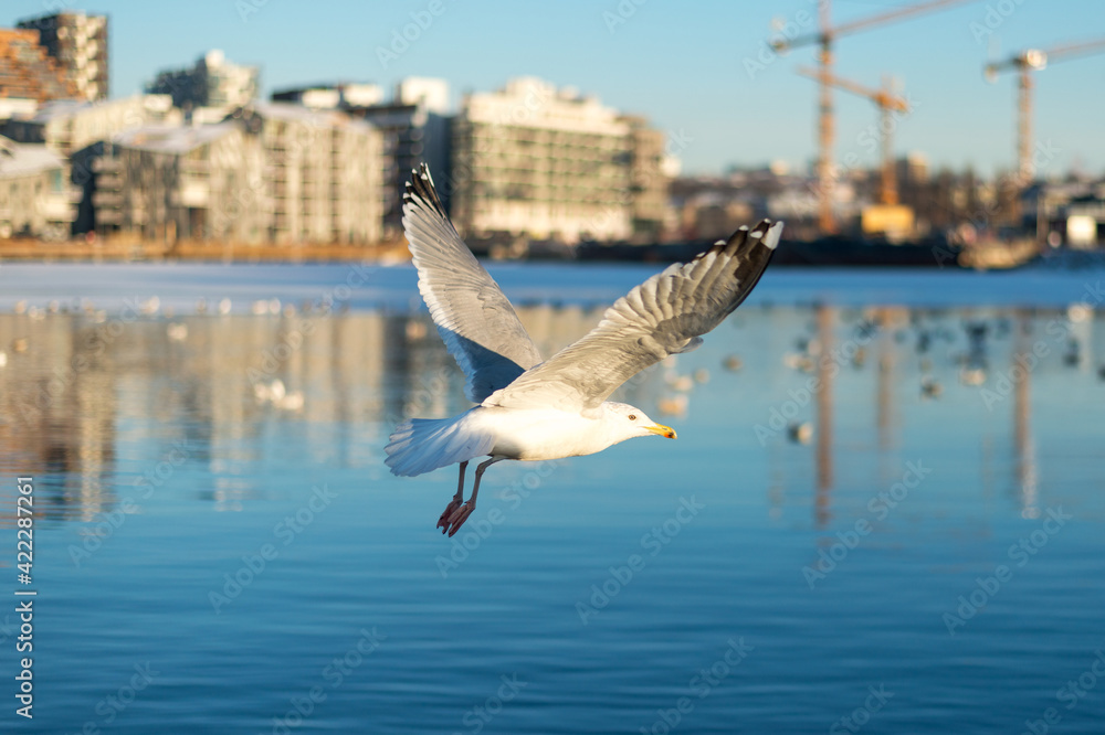 seagull flying over the sea