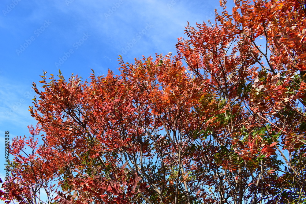 Herbstbäume vor klarem Himmel
