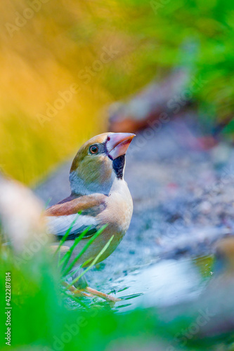 Hawfinch, Coccothraustes coccothraustes, Forest Pond, Mediterranean Forest, Castile and Leon, Spain, Europe photo