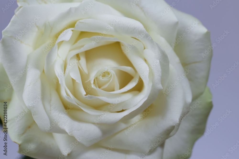 macro photography of a isolated white rose for background, studio shoot macro photography of a isolated white rose for background, studio shoot