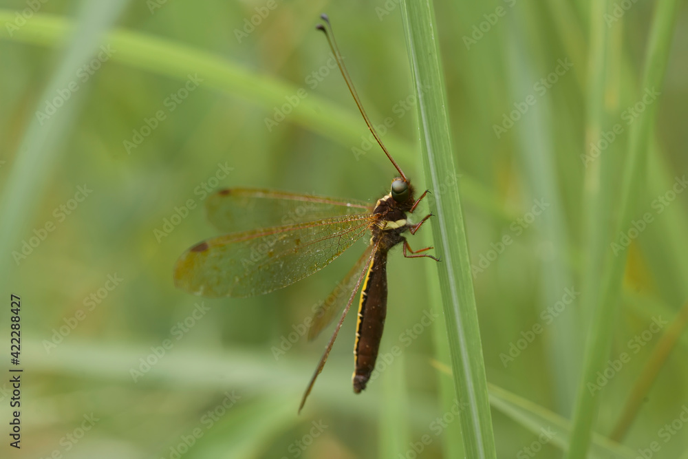 Dragonfly on nature place Dragonfly on nature place