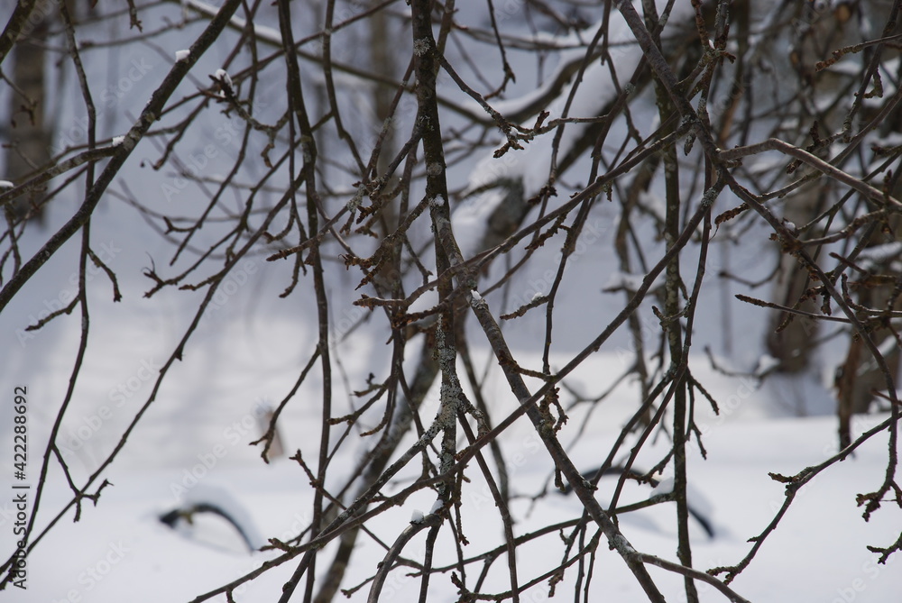 Branches of an apple tree without foliage and covered with snow. Winter nature The twisting thick and thin branches of the apple tree are partially covered with snow. There is snow all around on the g