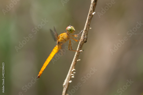 Dragonfly on nature place