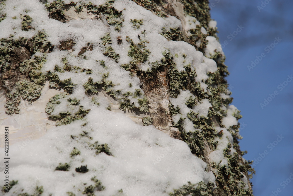 Birch tree trunk texture covered with moss and snow. Winter day plan for the trunk of a birch. The trunk is white with black spots, green moss and white snow. In the background there is a blue sky. Birch tree trunk texture covered with moss and snow. Winter day plan for the trunk of a birch. The trunk is white with black spots, green moss and white snow. In the background there is a blue sky.