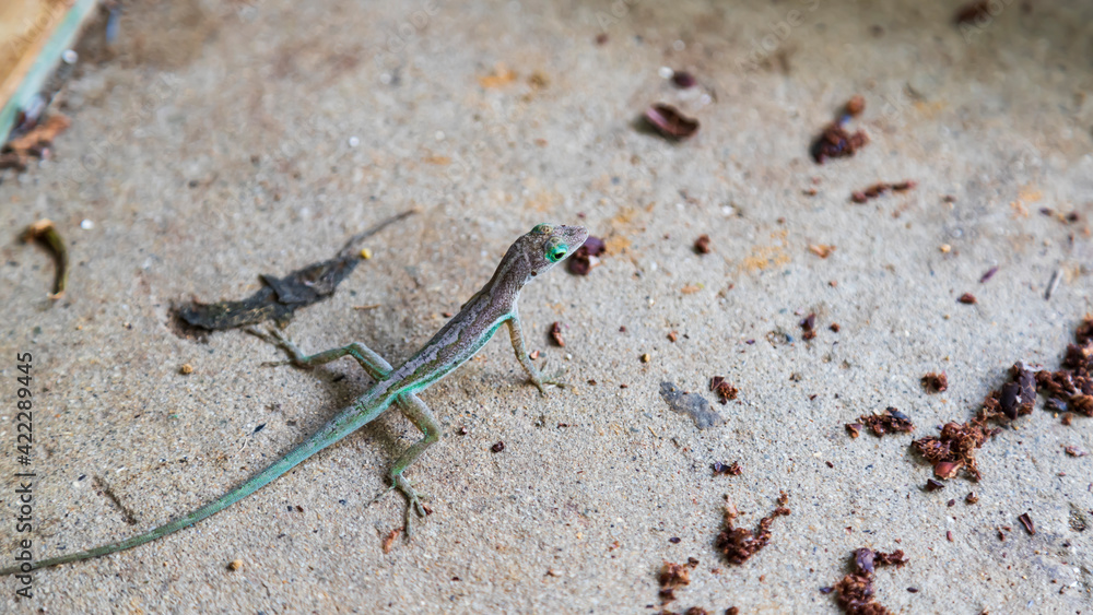 Tropical lizard on a concrete floor Tropical lizard on a concrete floor