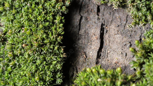 Horizontal closeup of a blooming moss on the bark of a tree.