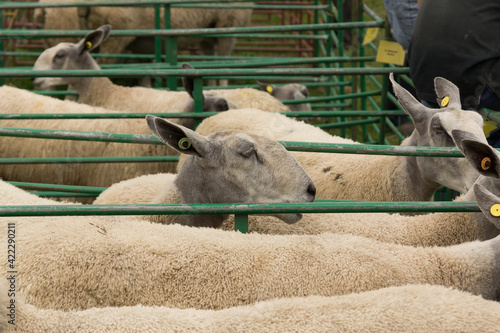 Bluefaced Leicester sheep on sale at a farmers livestock market in the UK photo