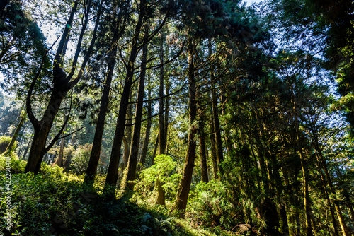 Beautiful green forest in the Alishan Forest Recreation Area in Chiayi, Taiwan.