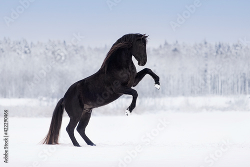 Beautiful black andalusian breed horse rearing up on the snowy field in winter. Black PRE stallion.
