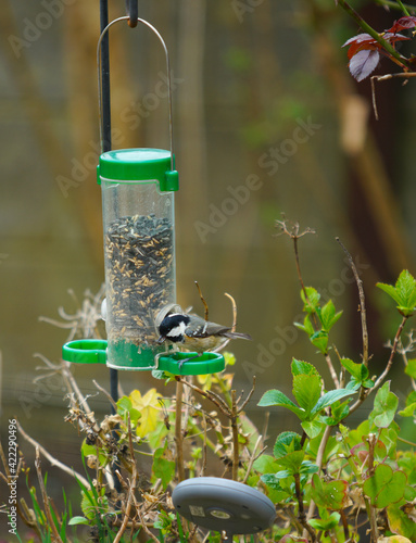  Little colorful bird on a feeder