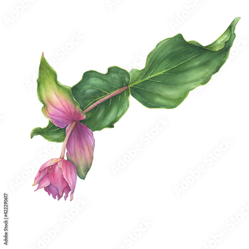 Closeup a tropical Medinilla magnifica branch with pink flower  also called chandelier tree  showy medinilla or rose grape . Watercolor hand drawn painting illustration isolated on white background.