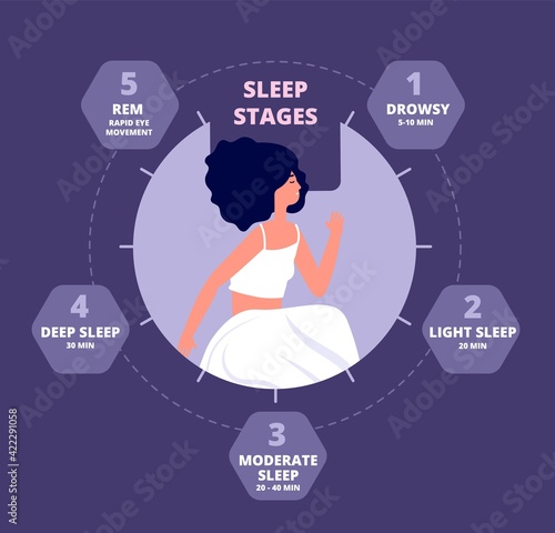 Sleep cycle. Healthy biology, hormones body exposure. Sleeping repeating diagram, melatonin brain reaction. Night rhythm utter vector poster