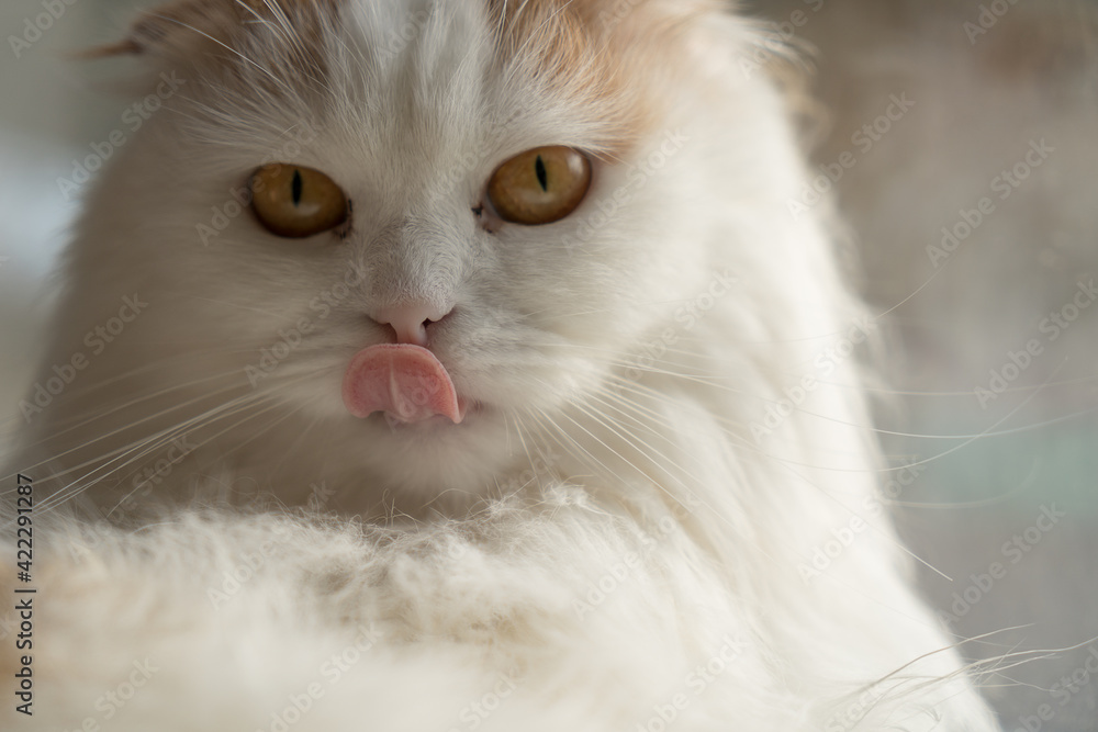 Fototapeta premium A beautiful white fluffy cat licks its lips. shallow depth of field. copyspace