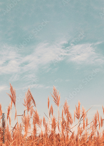 Pampas grass. Abstract natural minimal background of Cortaderia selloana fluffy plants moving in a wind. Spring or summer