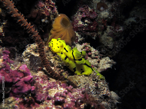 Minor Notodoris nudibranch on corals Cebu Philippines photo