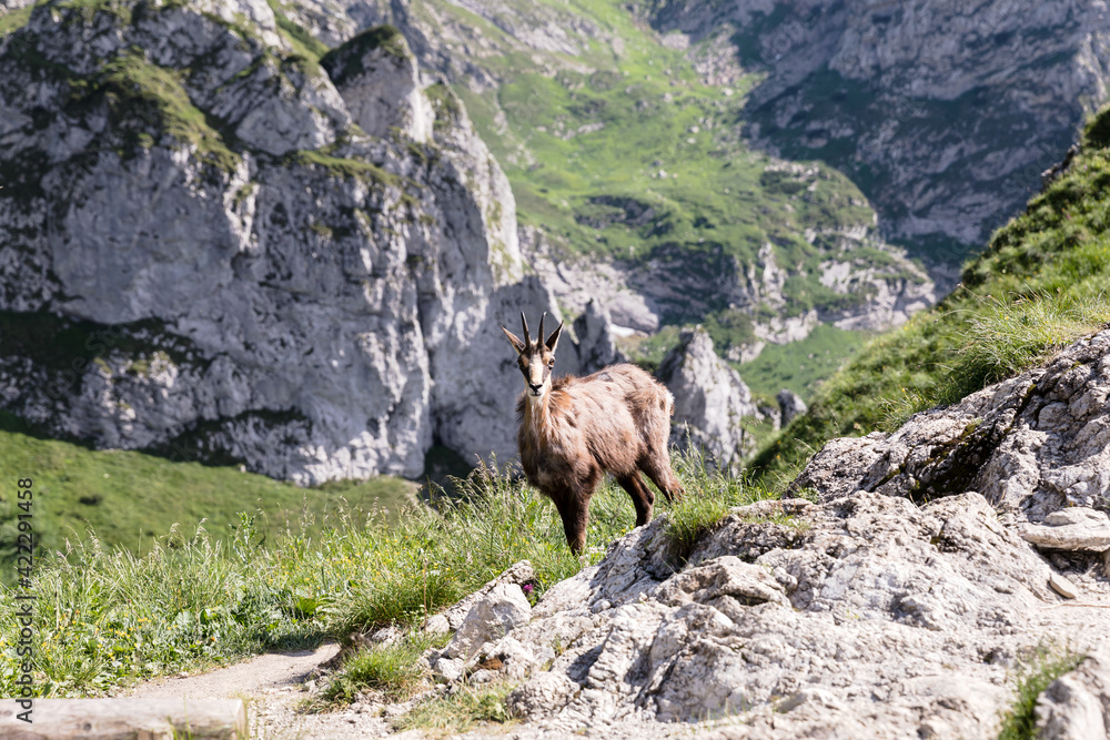 mountain goat on a rocky slope mountain goat on a rocky slope