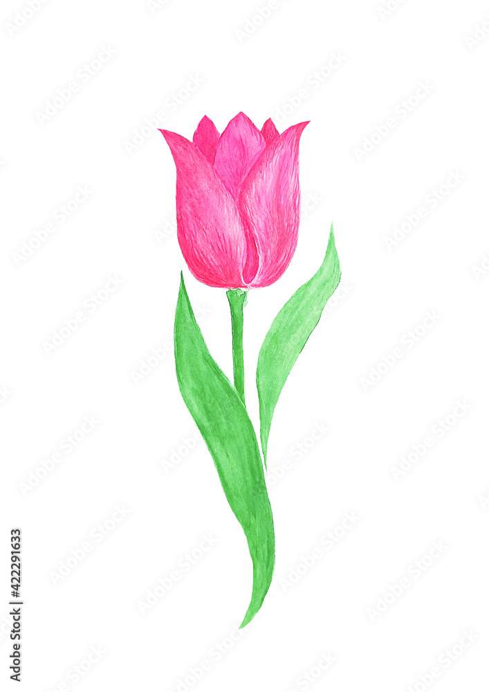 Tulip, botanical sketch. Isolated flower field, botanical hand drawn illustration for tea packaging design, cosmetics, medicine, greeting card, wedding invitations, web. Tulip, botanical sketch. Isolated flower field, botanical hand drawn illustration for tea packaging design, cosmetics, medicine, greeting card, wedding invitations, web.