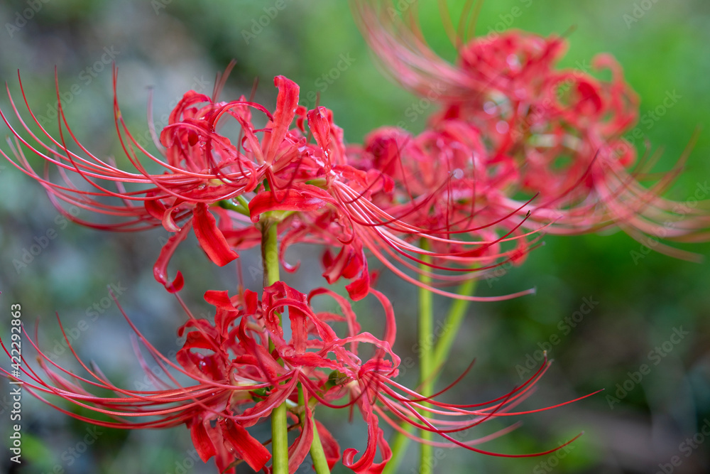 I took a picture of the cluster amaryllis blooming in the mountain behind the temple. I took a picture of the cluster amaryllis blooming in the mountain behind the temple.