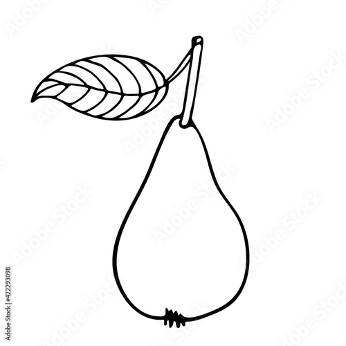 Pear fruit with leaf hand drawn sketch isolated. Doodle Outline vector illustration. Vegetarian food sketch. Black and white Pear. Design Power for label, poster, print, infographic, website