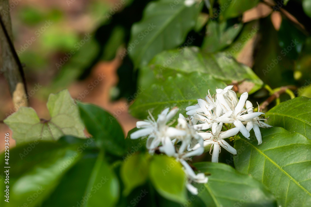 Close up view of arabica coffee white color flower blossom on coffee tree in plantation