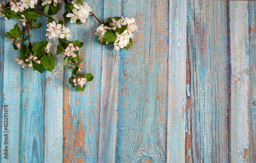 Flower arrangement. A spring branch of a blooming apple tree with green leaves, pink and white buds and flowers against the background of an old wooden wall with peeling blue paint. Free space.