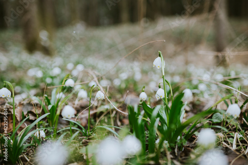 Frühlingsknotenblume