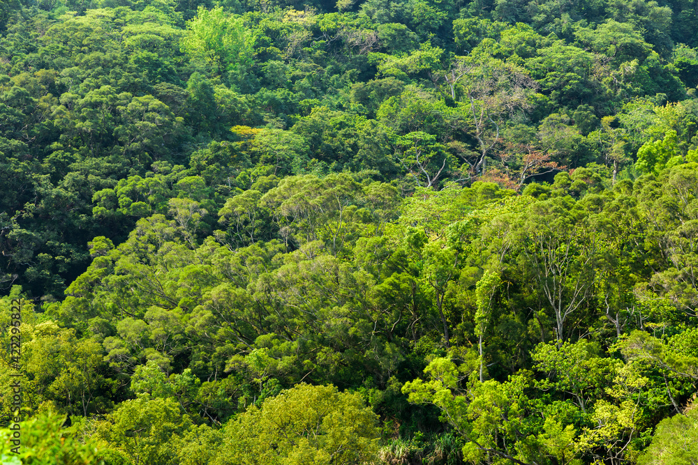 the beautiful green forest as a background the beautiful green forest as a background