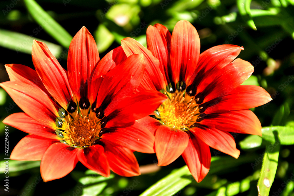 Obraz premium Colorful red Gazania flower in the garden