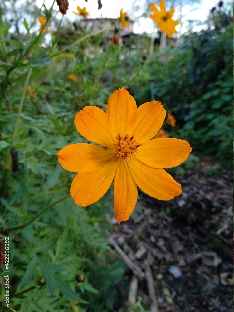 yellow flowers in the garden yellow flowers in the garden
